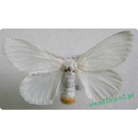Euproctis similis (Fuessly, 1775) female Kuprówka złotnica
